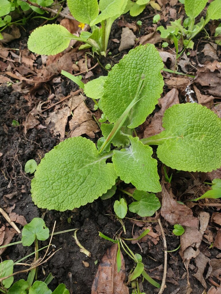 Plant ID