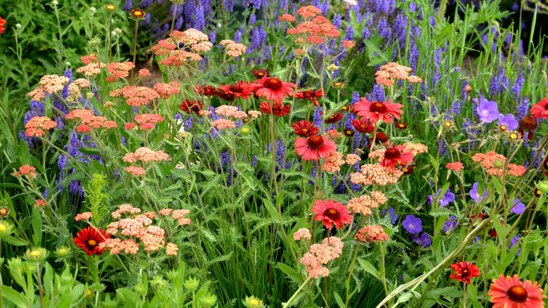 Coneflowers growing with yarrow
