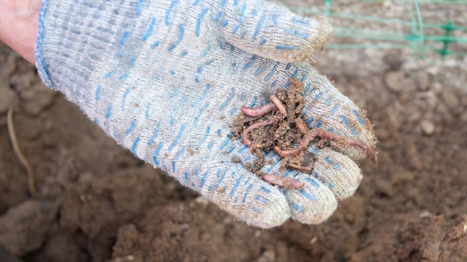 Gardener wearing gloves is holding a handful of earthworms, essential for composting and improving soil health, promoting a natural and sustainable approach to gardening