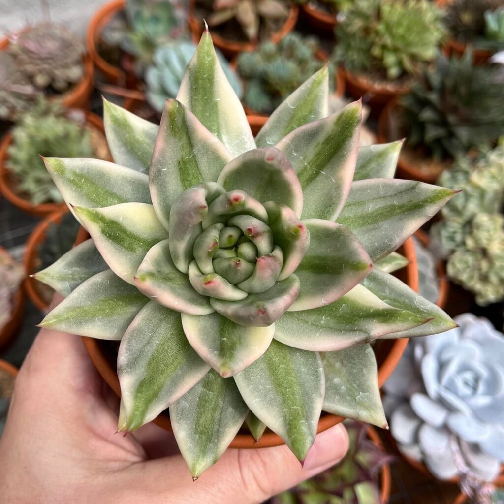 Echeveria “Elk Horn”.