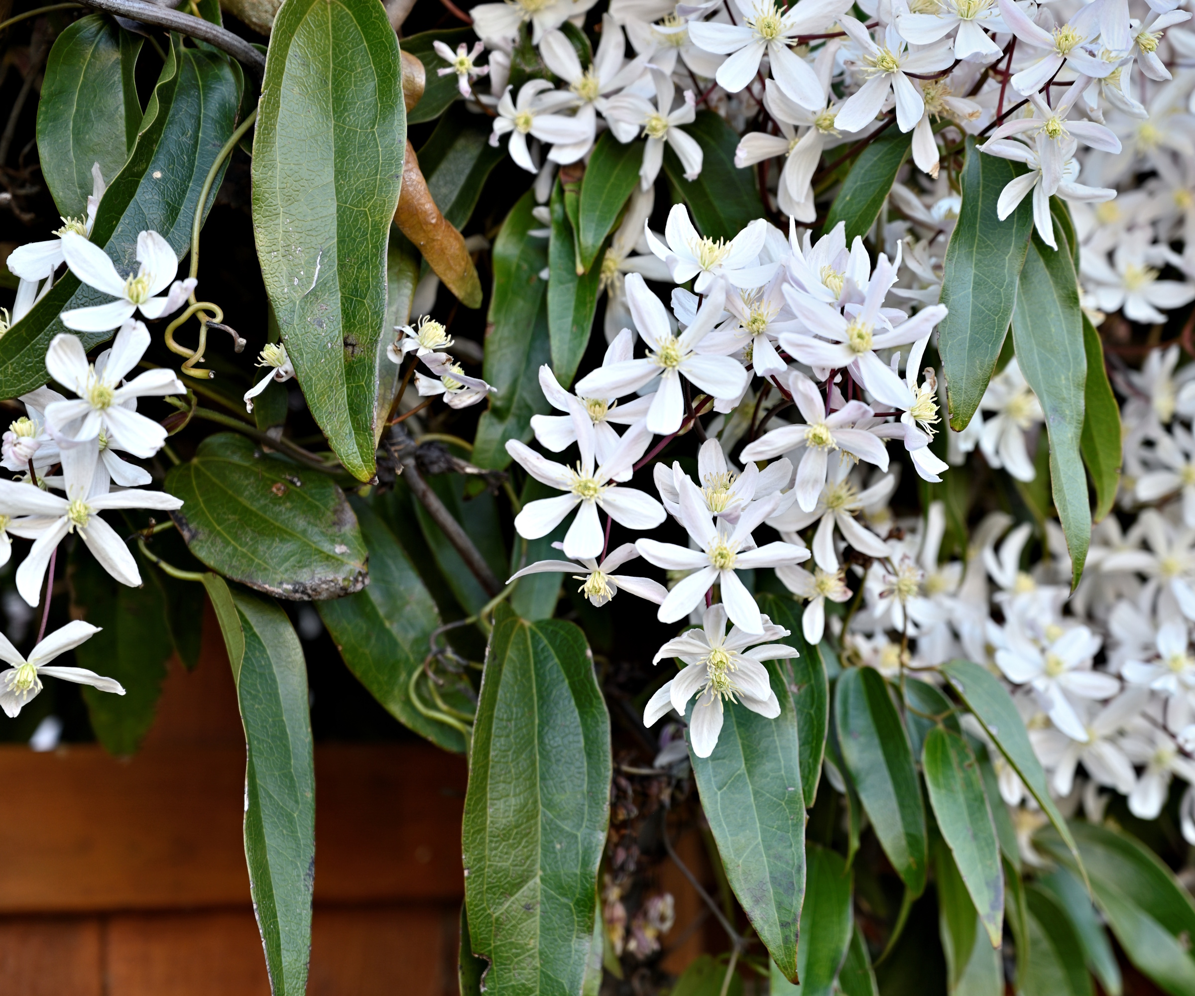 A close-up view of clematis amandii vine plant in full blossom