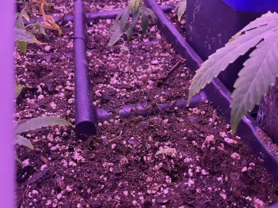 Day 1-22 of s1 Project by @DankTent originally Gorilla Zkittlez Auto by @FastBuds