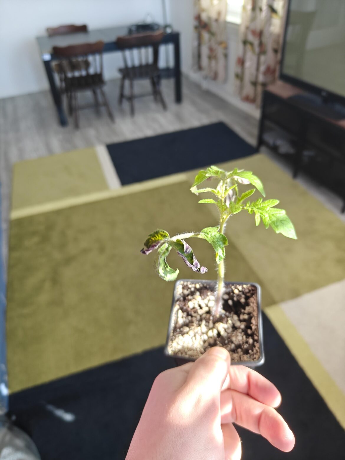 Tomato seedlings curling and drying out at the tips of the leaf. Any ideas what the issue could be?