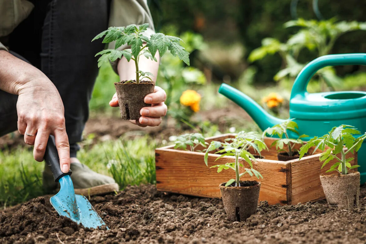 Gardening tips & tricks for spring: Step-by-step guide to the best garden, plus when to start preparing your soil and start planting in Canada