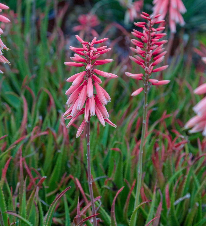 Credit: Southern Living Plant Collection