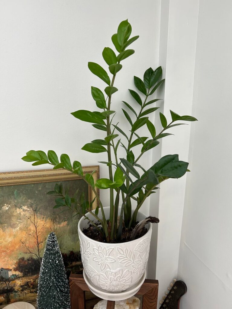 What is my houseplant?