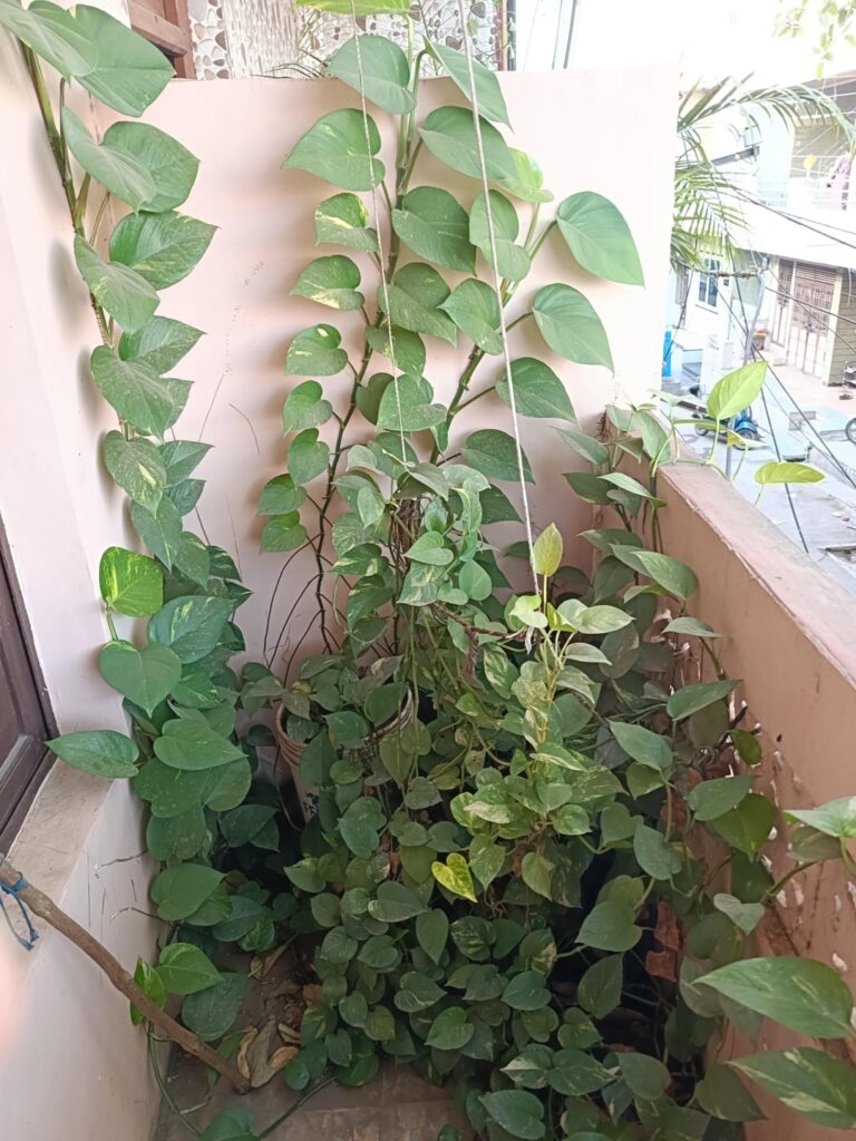 Money plant (Golden Pothos) in my balcony.