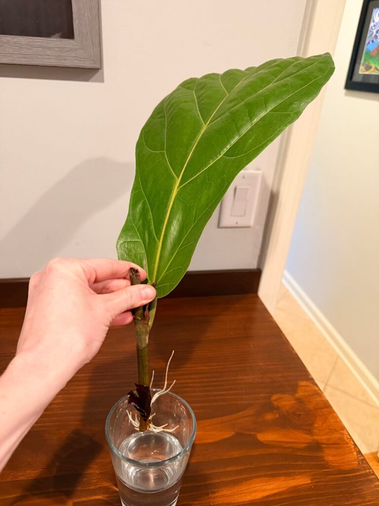 What do we think? Plant or keep in water longer? What do we think? Plant or keep in water longer?