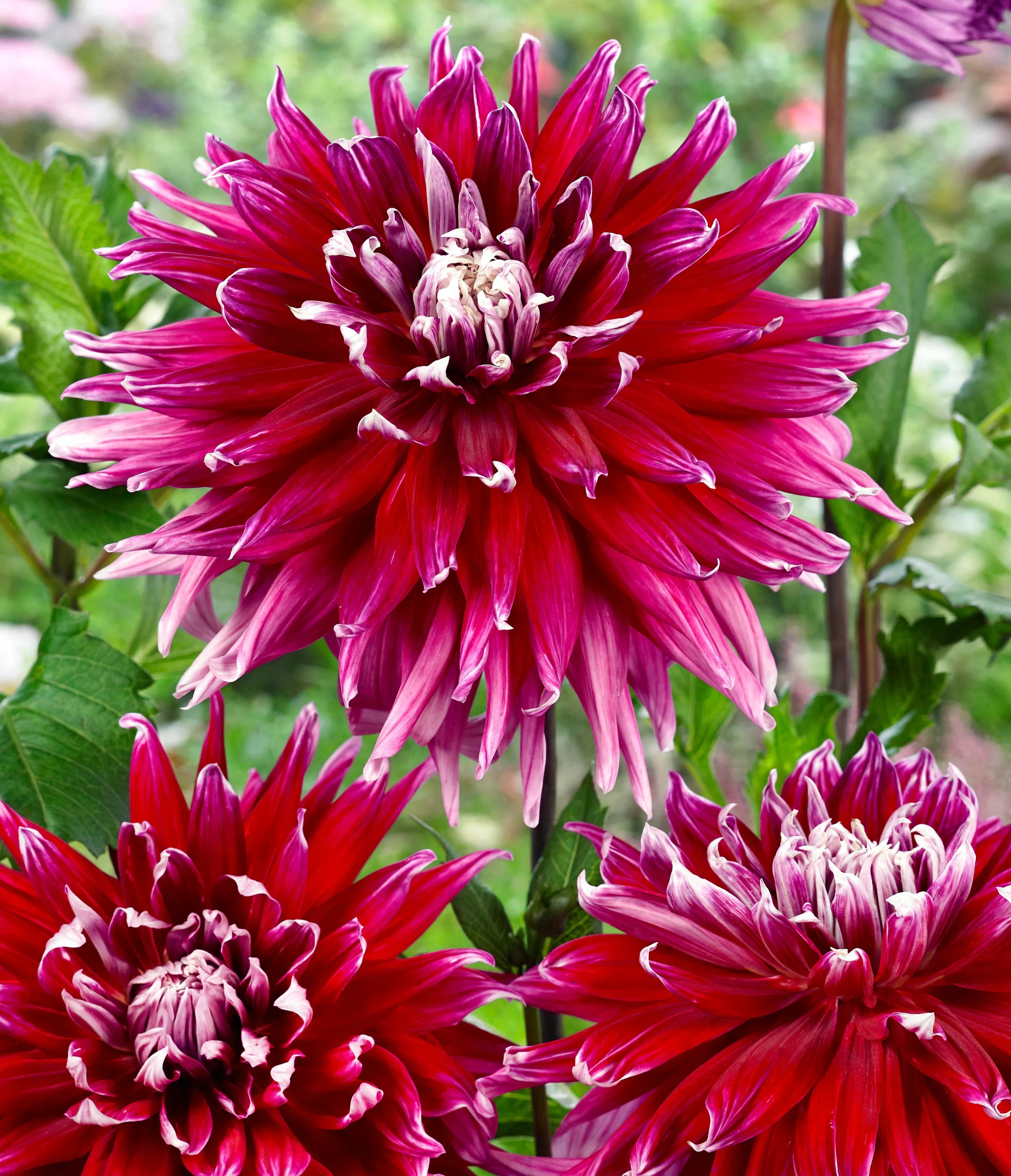 Dahlia Cactus Grande Finale, with spiky red petals fading to white at the tips, surrounded by two smaller dahlia blooms.