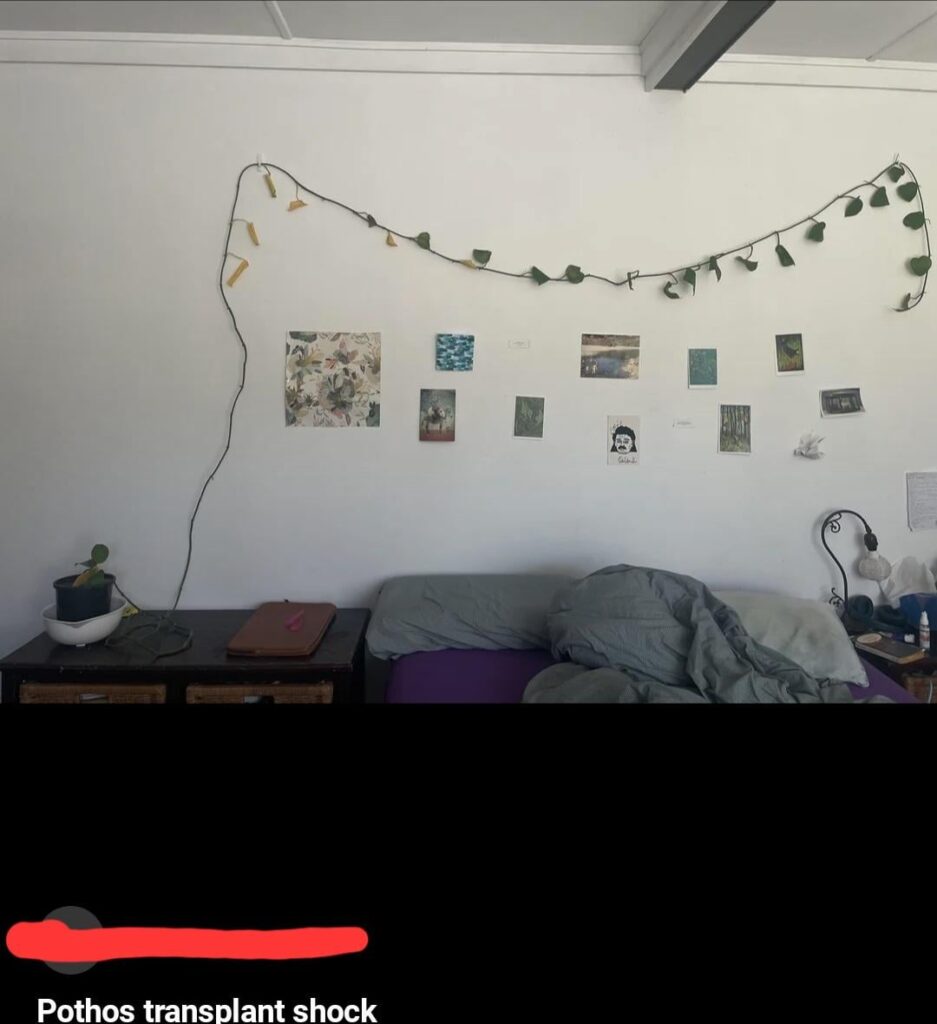 It's transplant shock