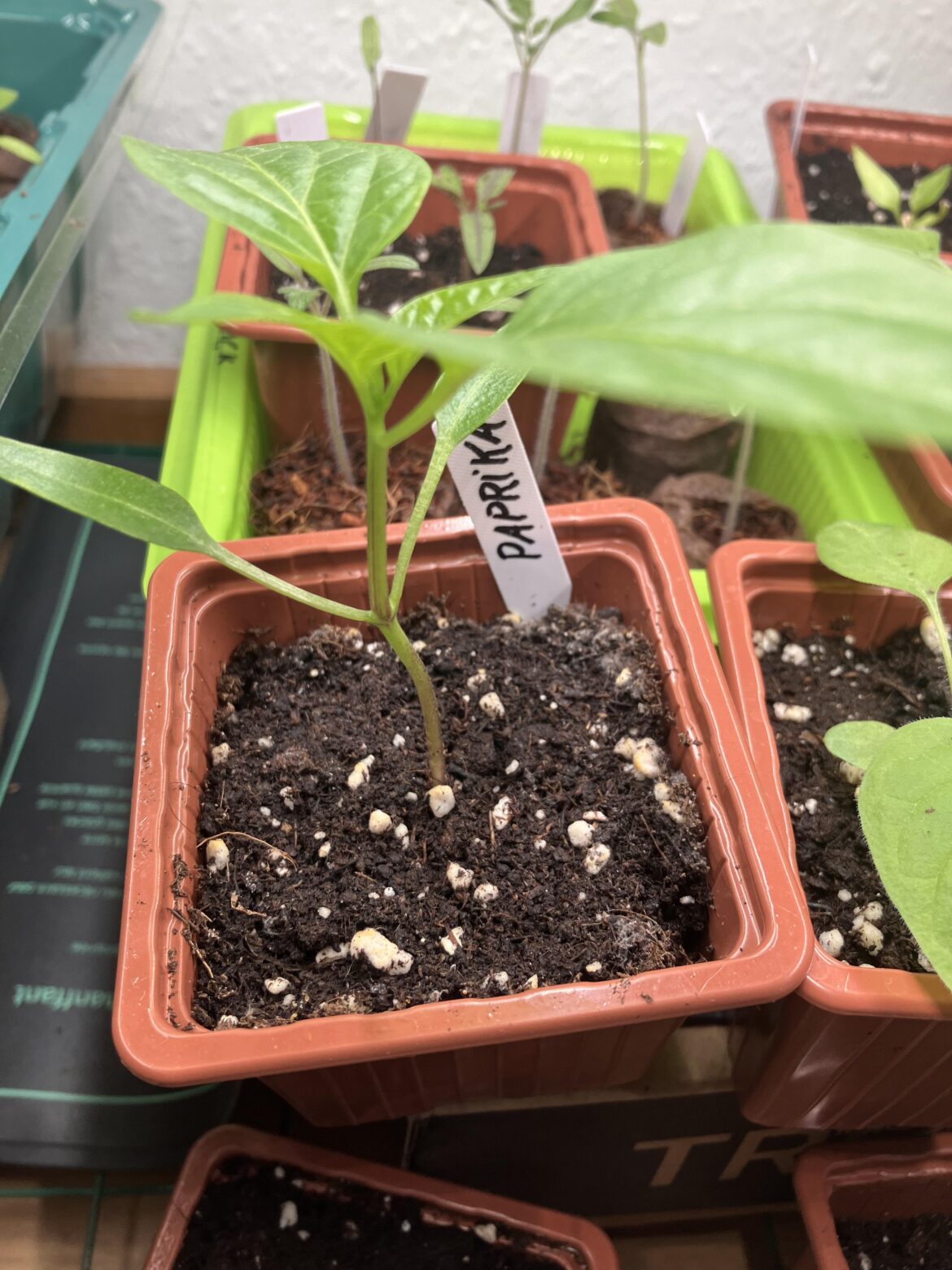 First time growing bell pepper