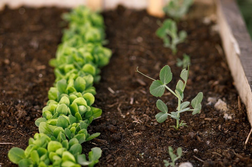 pea stem and greens growing in raised garden bed close up. growing vegetables and salad in urban organic garden. homestead lifestyle pea stem and greens growing in raised garden bed close up. growing vegetables and salad in urban organic garden. homestead lifestyle