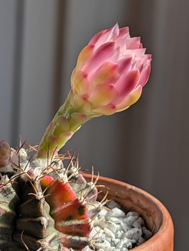 My first cactus bloom ever. I almost missed it.