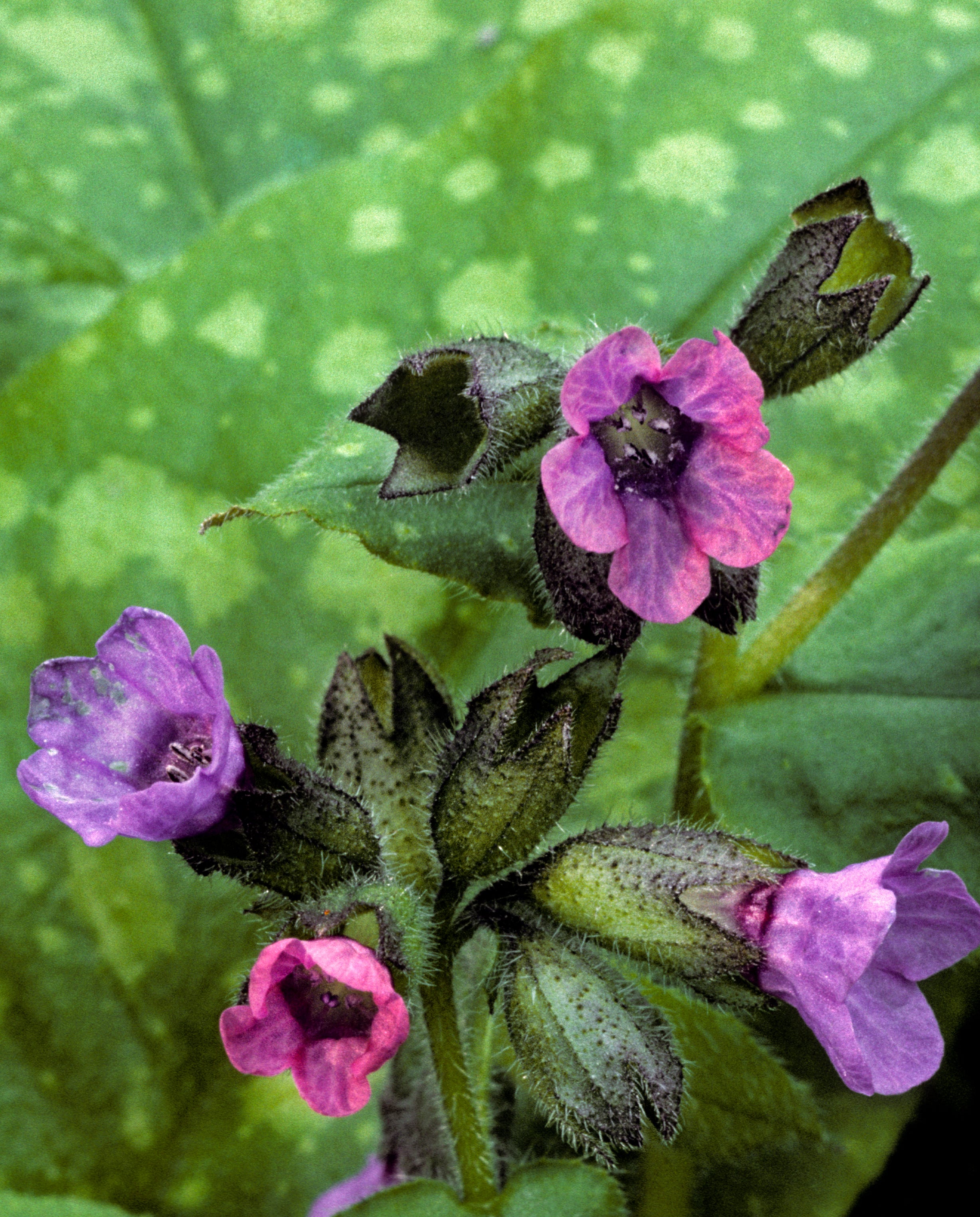common lungwort