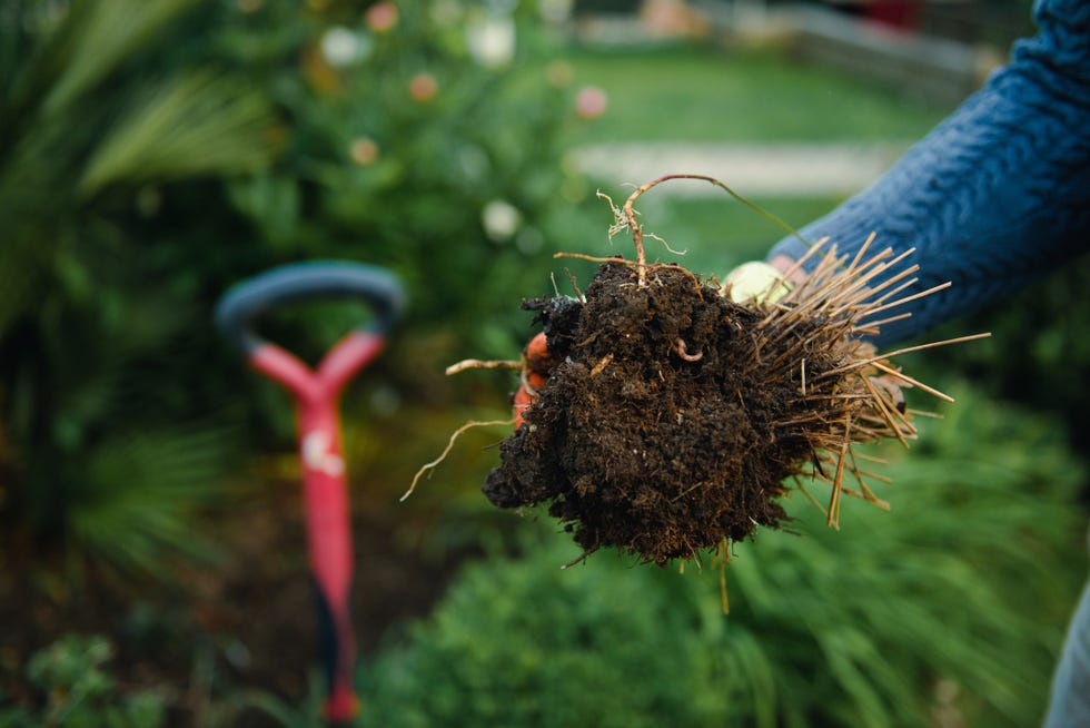 Man Pulling Out  Plant from His Garden, withered roots