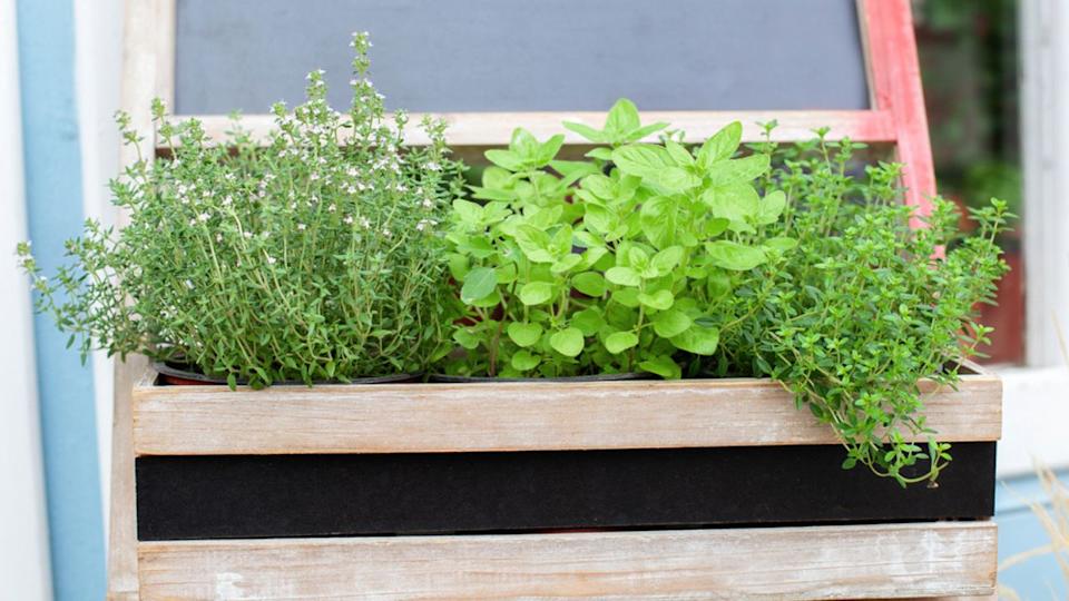 Fresh herbs on balcony garden in pots. Mixed Green fresh aromatic herbs - melissa, mint, thyme, basil, parsley in pots. (1)