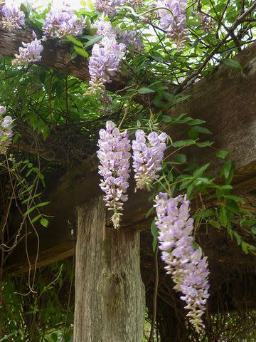 Credit: Denny Schrock