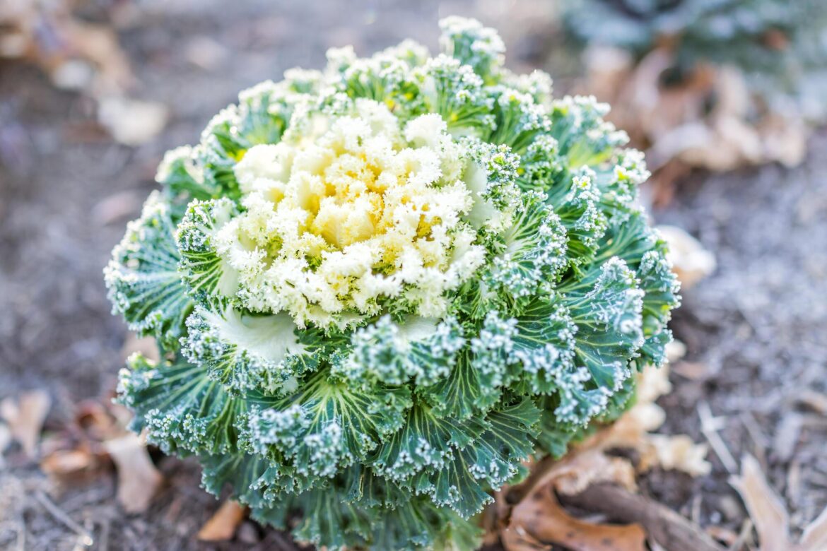 A head of kale with winter frost on top.