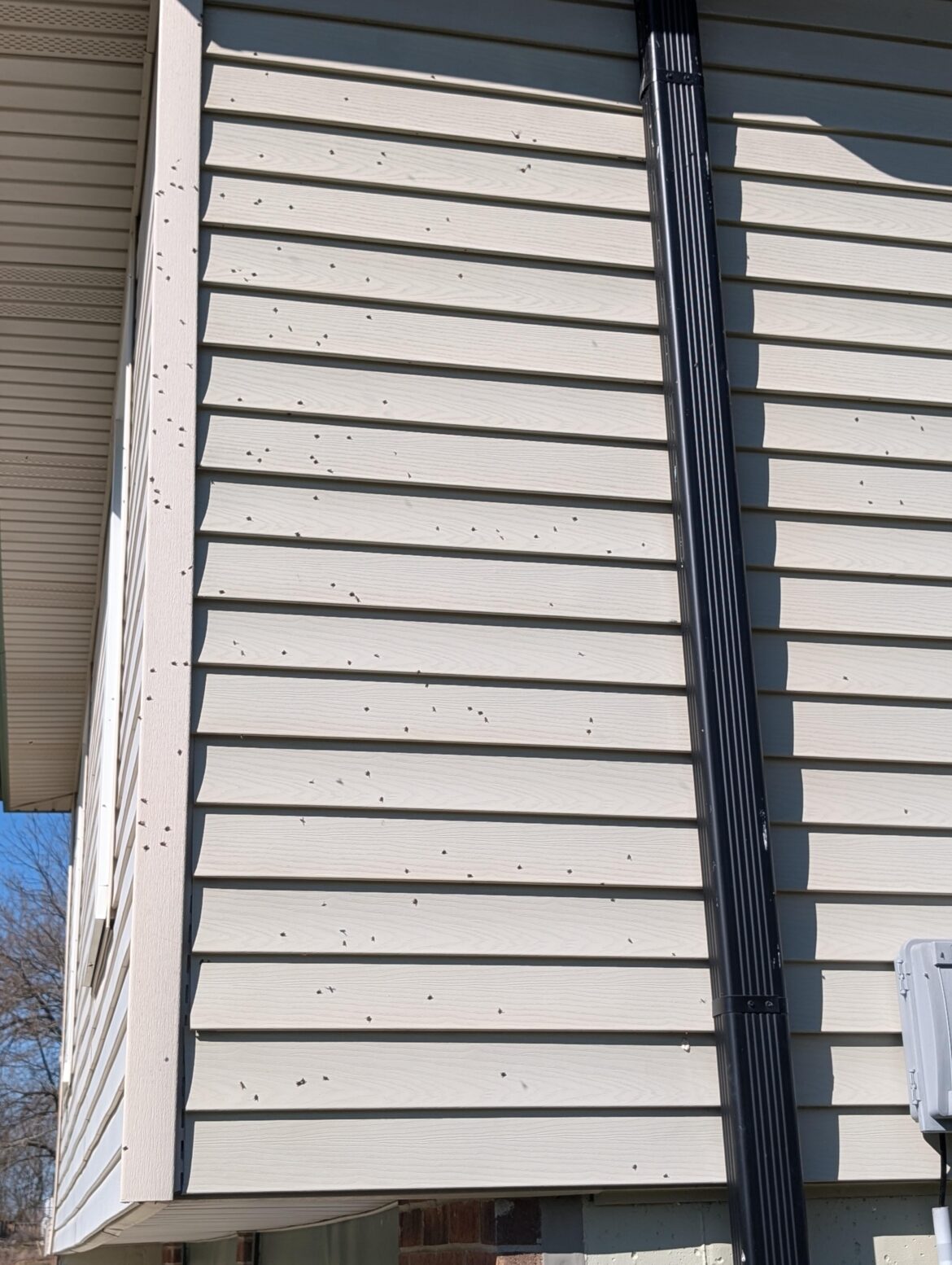 Any suggestions to help with flys? I live on 2 acres, the neighbors have chickens and behind me there are cows. I've tried the bag fly traps that you hang with water and poison but their population doesn't seem to be dwindling. And I haven't actually noticed any flys in the traps.
