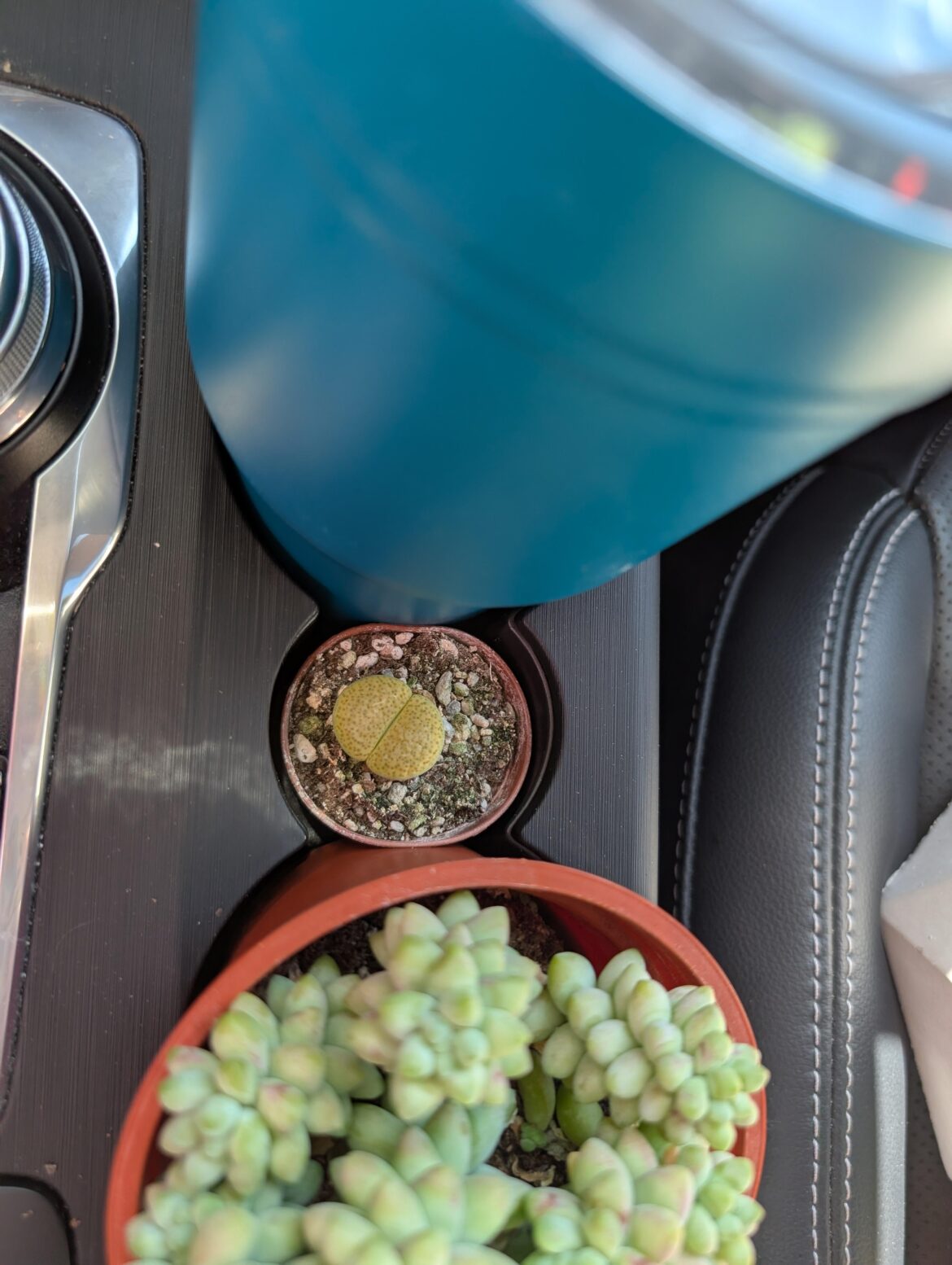 My car has a built in lithops cup holder 😂