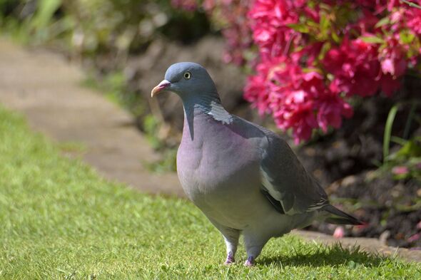 Adult Wood pigeon (Columba palumbus) Adult Wood pigeon (Columba palumbus)