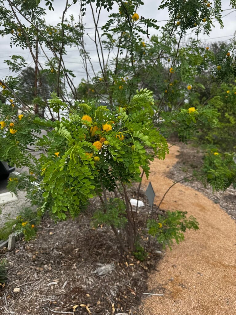 Goldenball Leadtree (Leucaena retusa) San Antonio, Texas