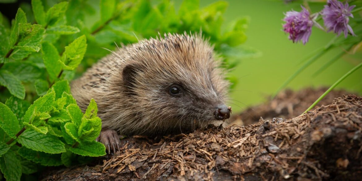The Simple Garden Fence Tweak That Could Help Britain’s Hedgehogs This Spring