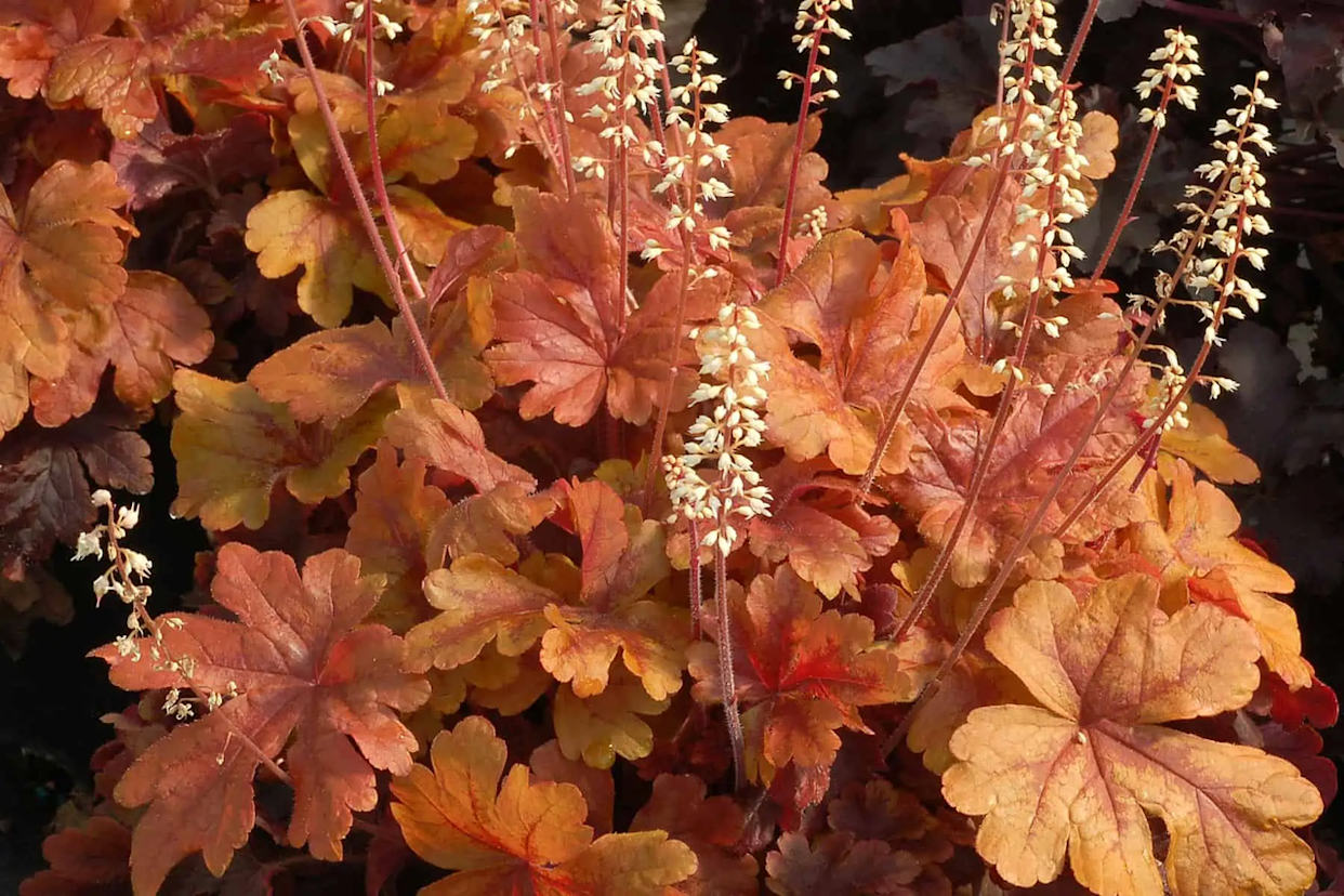 Southern Living Plant Collection