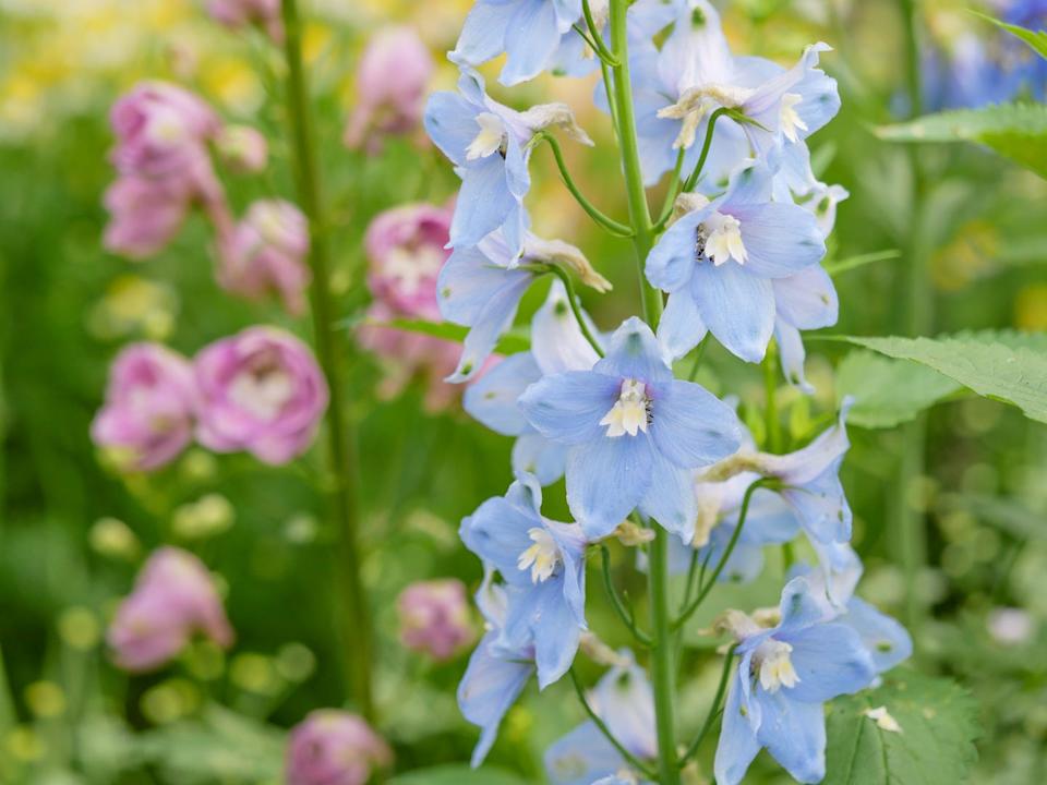 old fashioned flowers delphinium