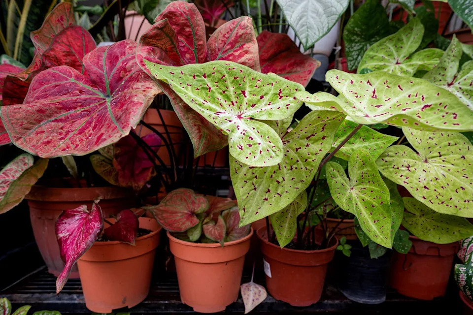 malaysia health virus lifestyle gardening