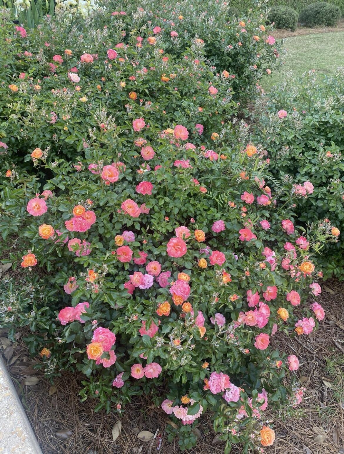 East Alabama