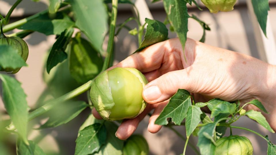 Close up of a hand picking a tomatillo fruit off of vine in a garden.