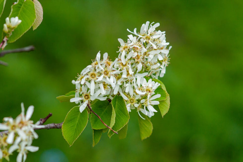 White flowers of the tree Amelanchier Arborea (Irga) on a green background