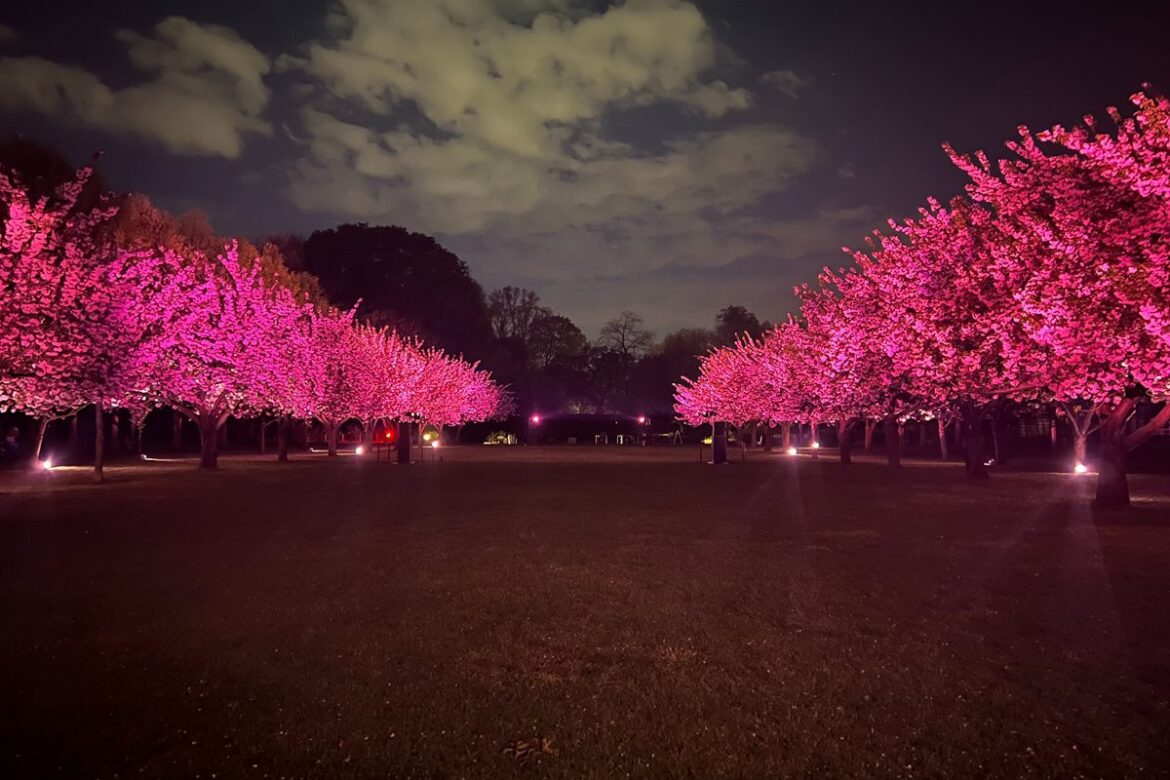 Cherry blossom trees lit up at night during Hanami Nights near New Jersey at Brooklyn Botanic Garden