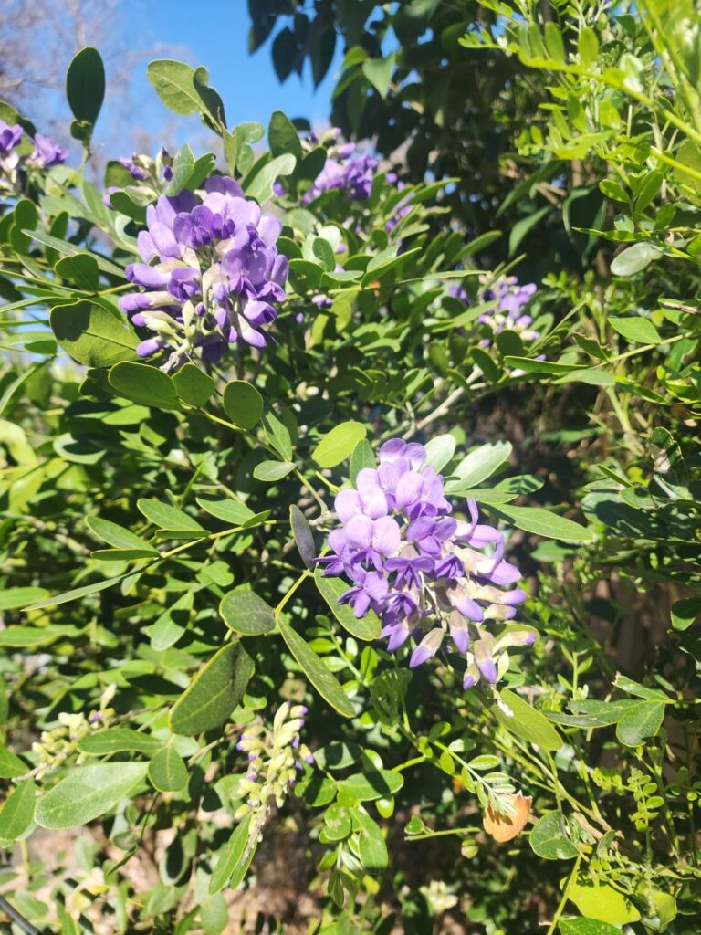 Mountain laurel