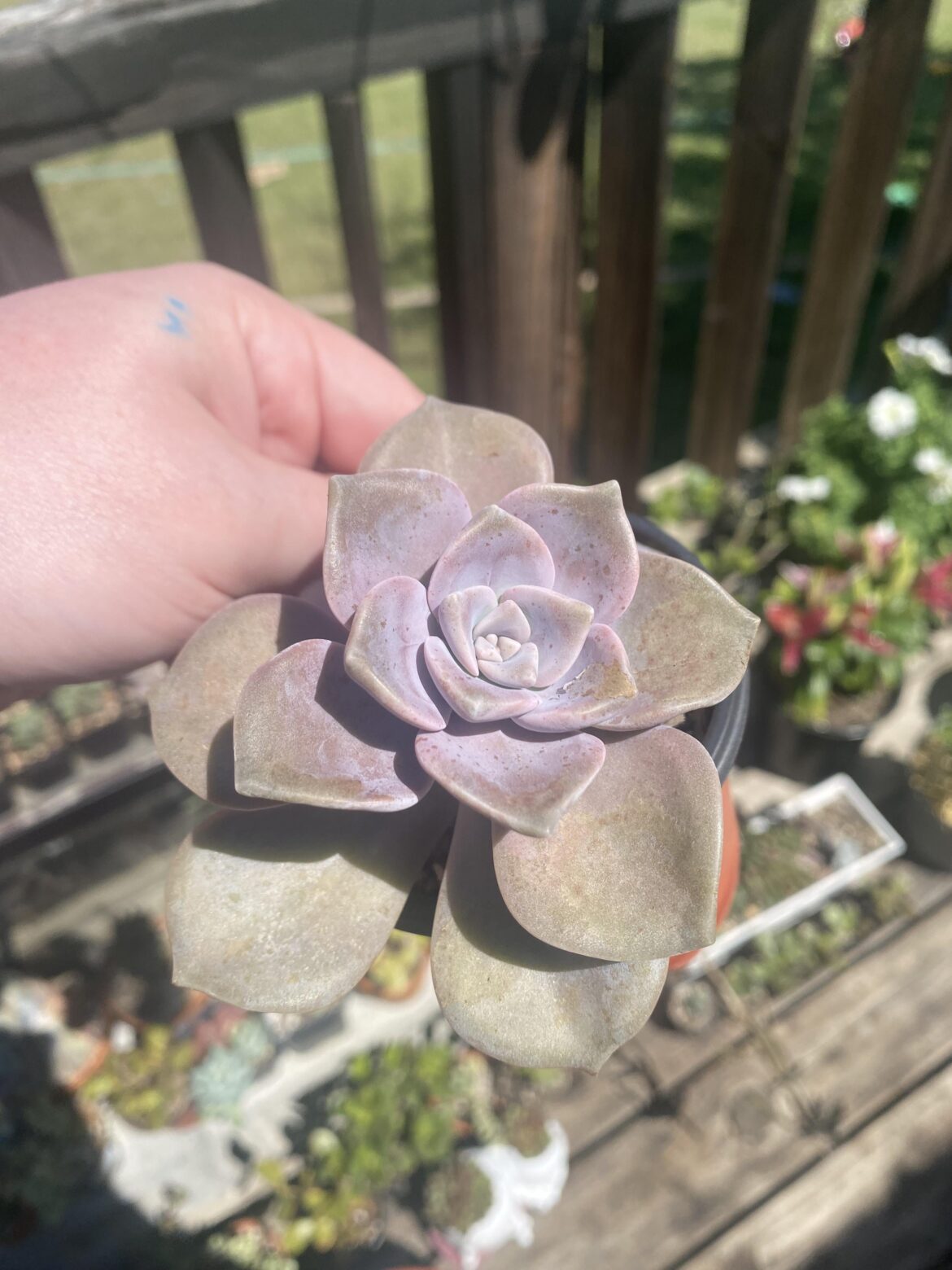 Id?