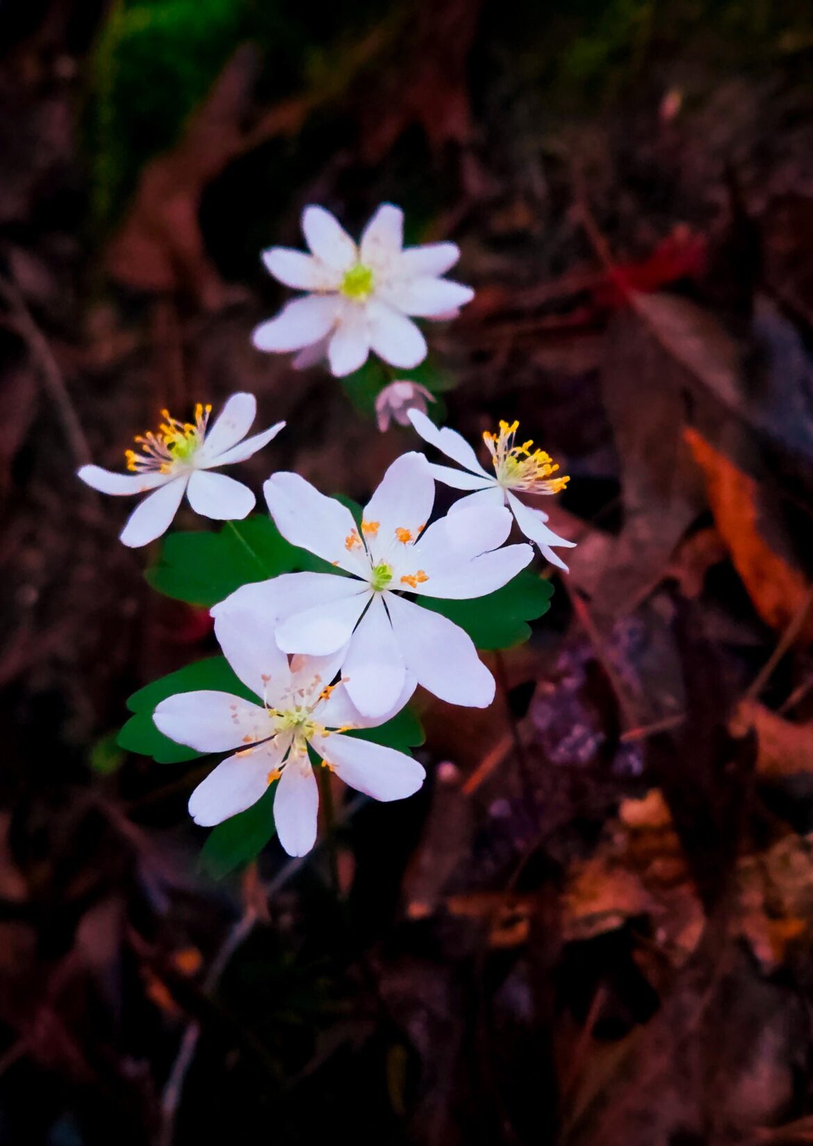 [Oc] Rue Anemone (I think)