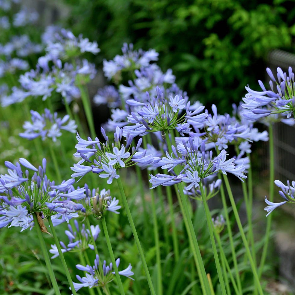 The plants to divide in March agapanthus purple plant growing outside
