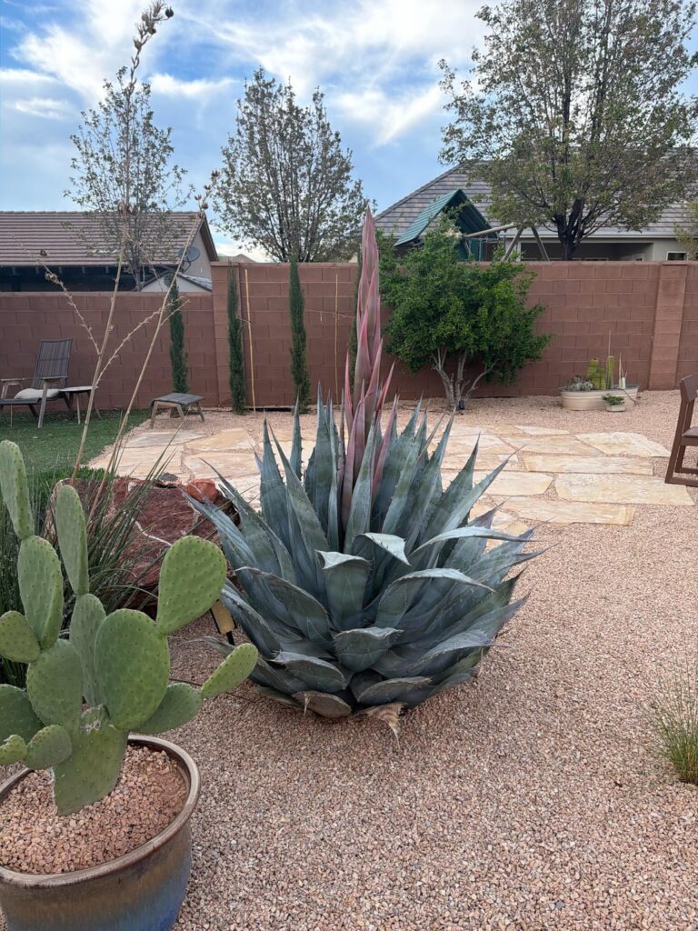 agave death bloom x2 agave death bloom x2