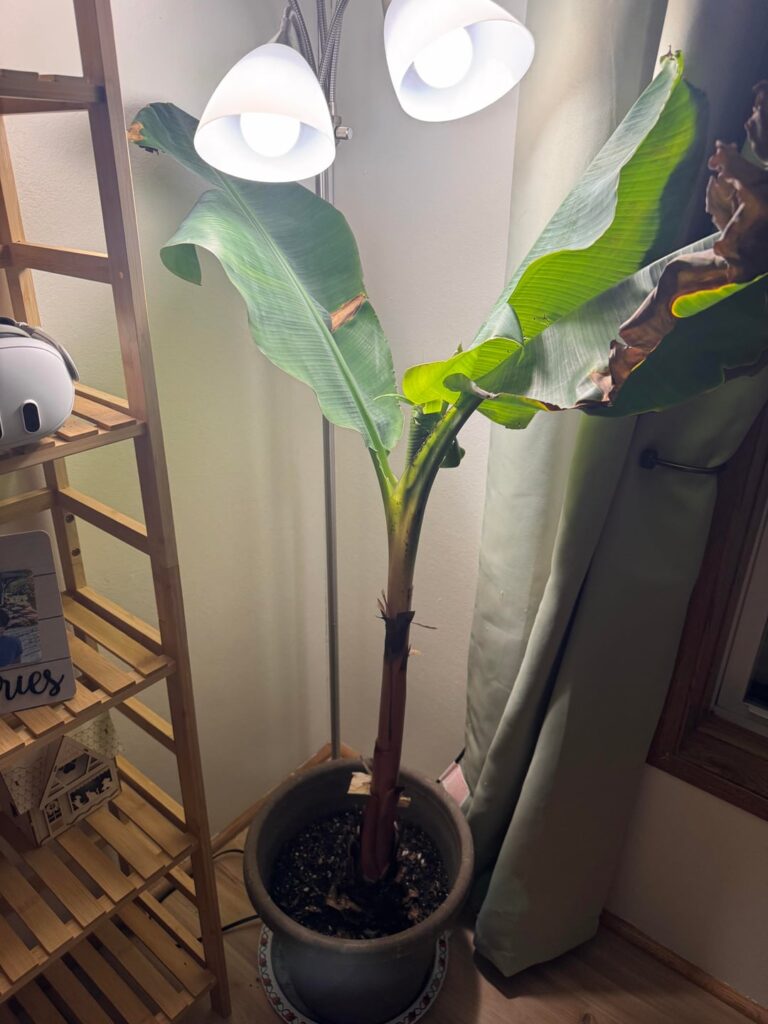 What Does My Dwarf Banana Tree Need? What Does My Dwarf Banana Tree Need?