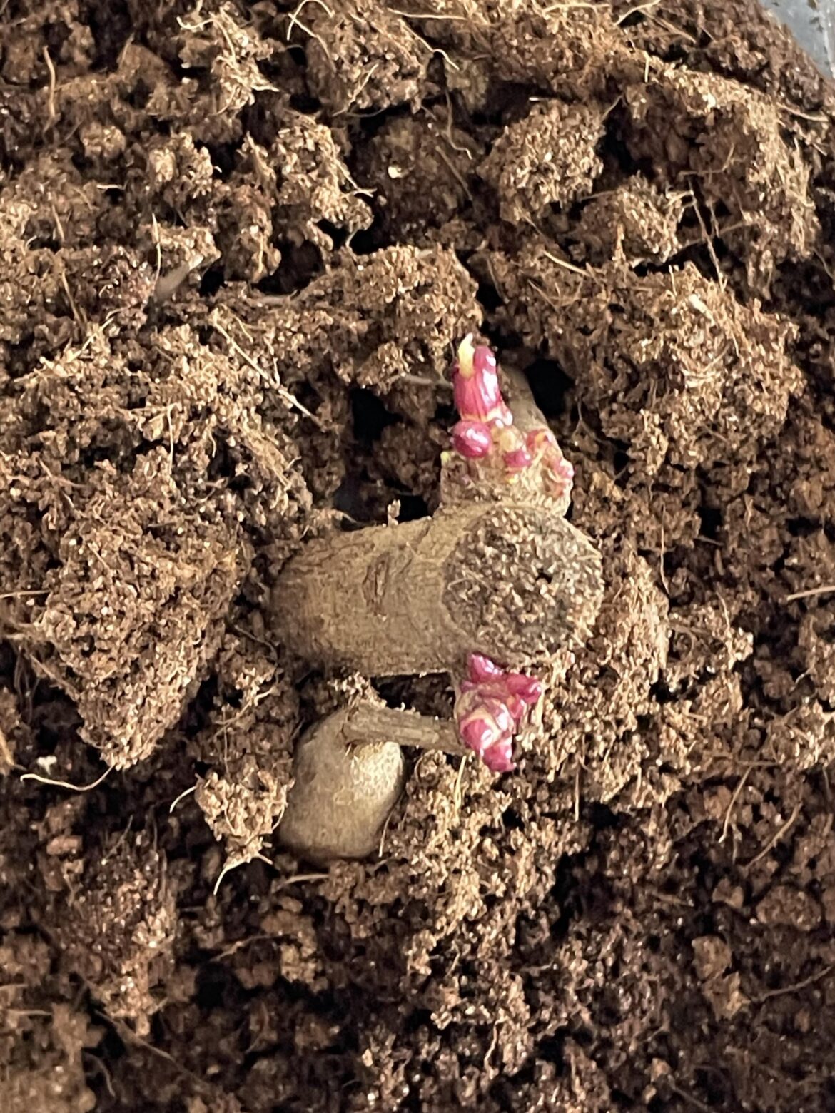 Newbie, is this gall?