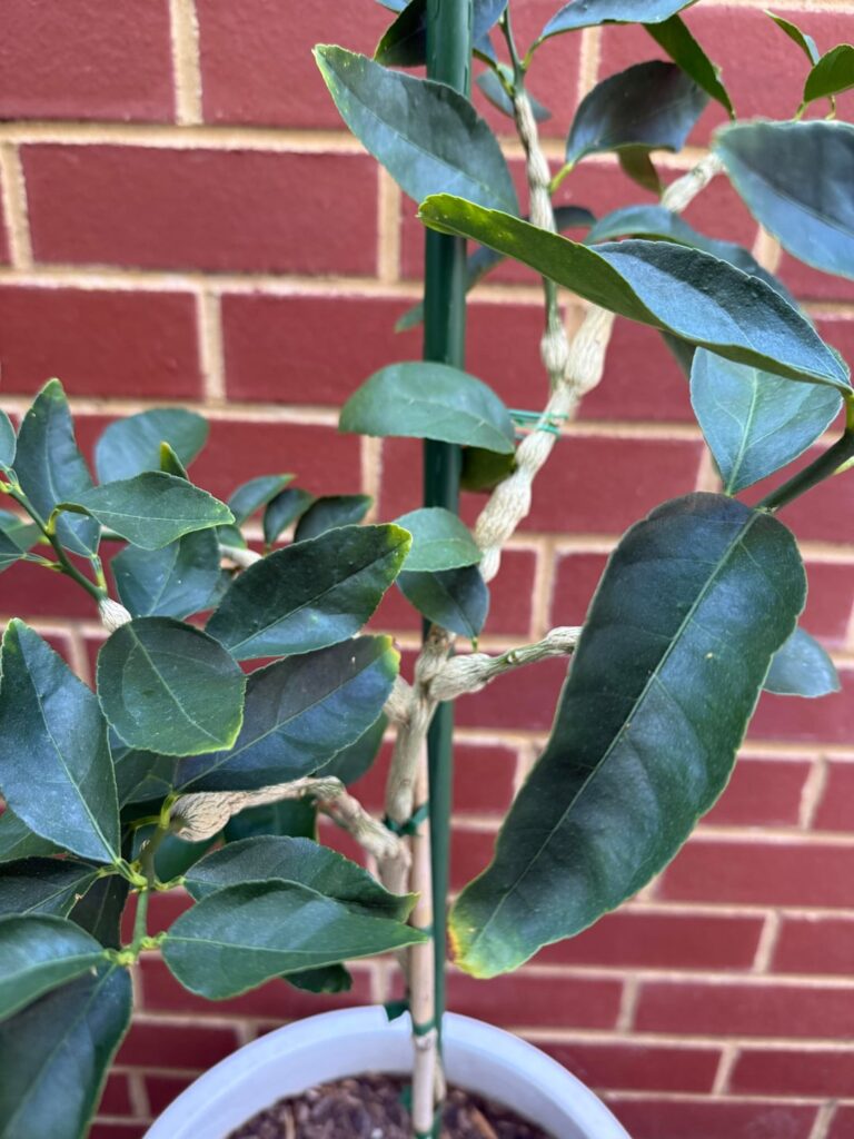 Lime tree gall wasp
