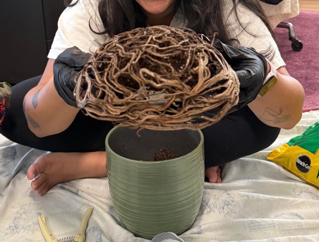 cool shaped roots