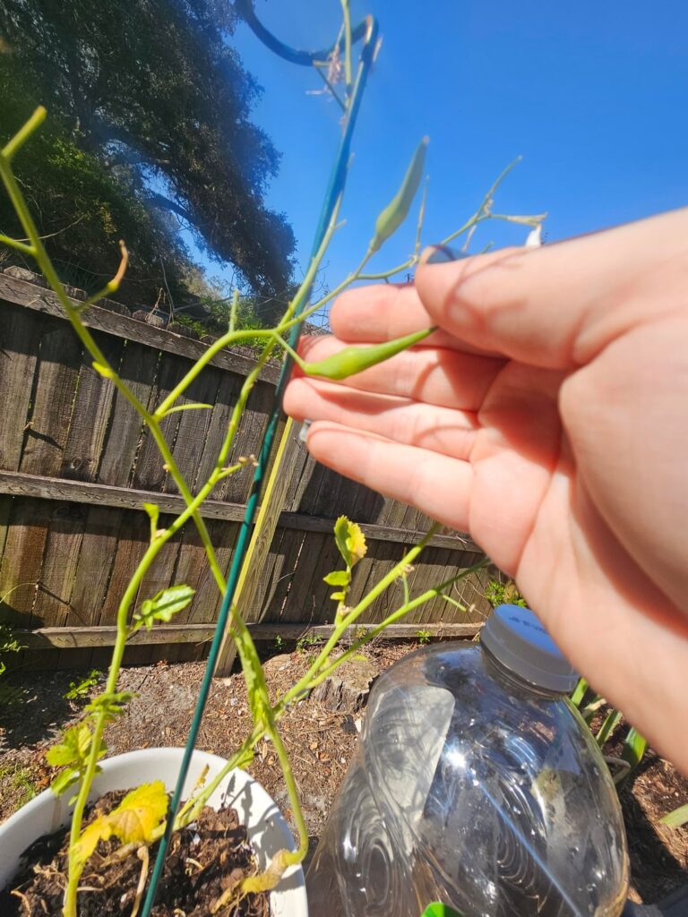 Labeled daikon radish, not sure Labeled daikon radish, not sure