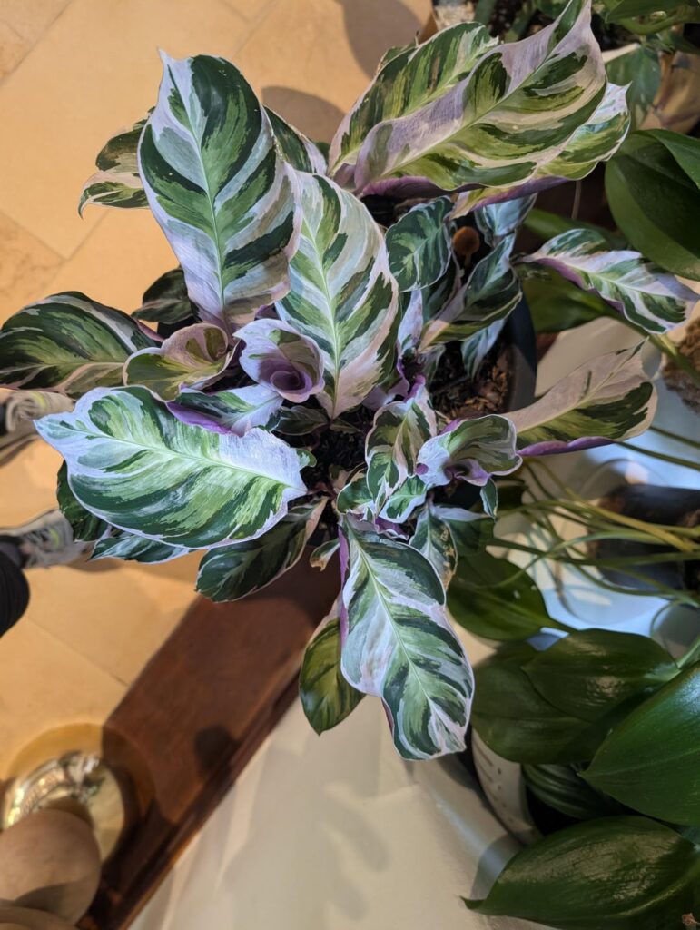 5th time is a charm.