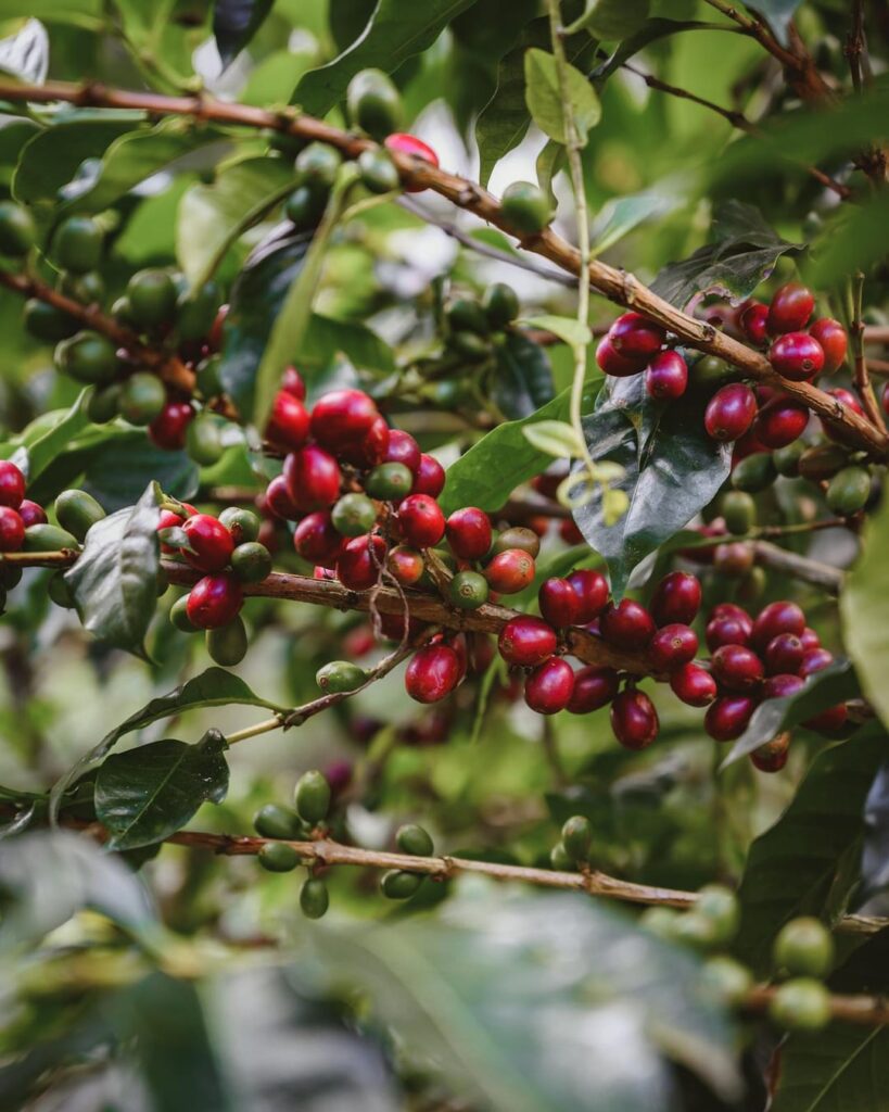 “Nature’s Red Pearls After the Rain”
