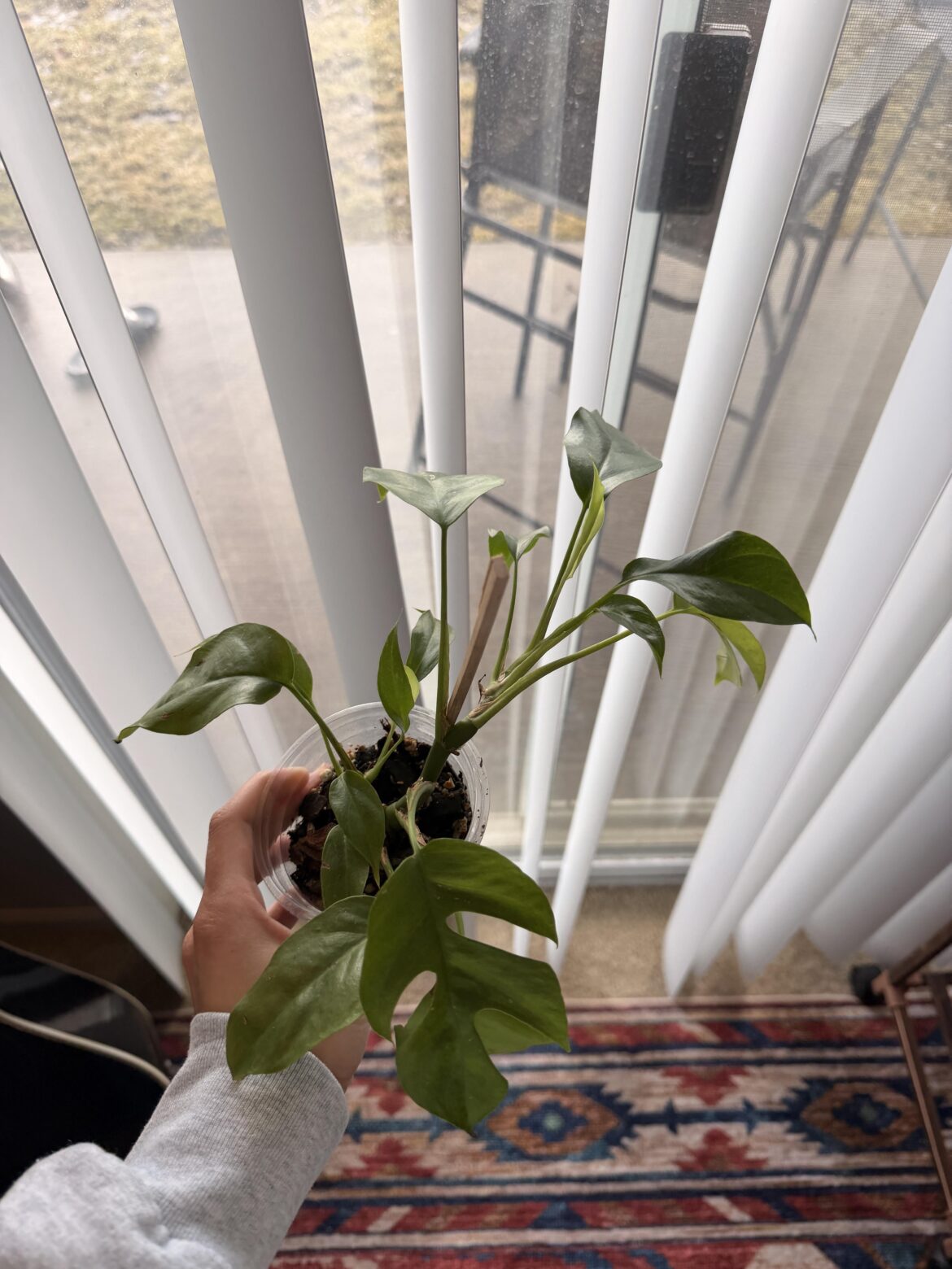 Mini Monstera?