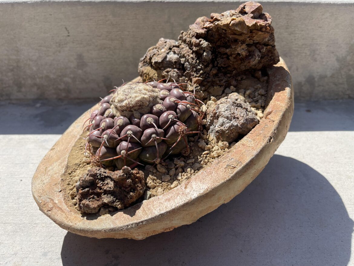 Discocactus Ferricola