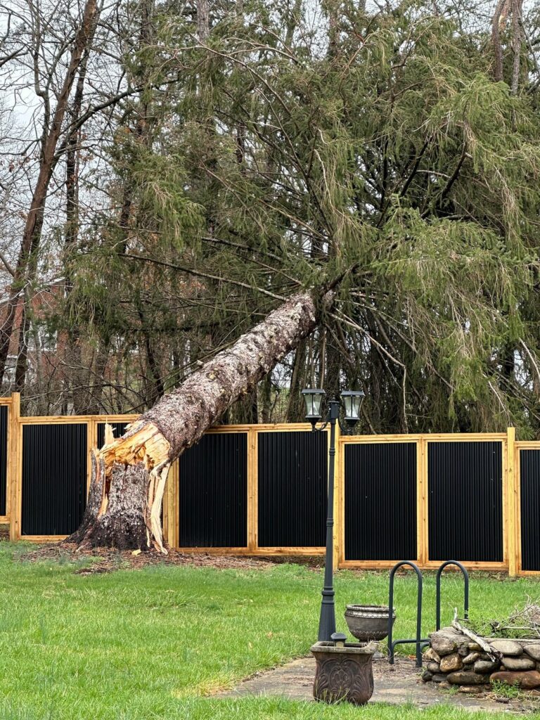 Huge Tree Down Huge Tree Down