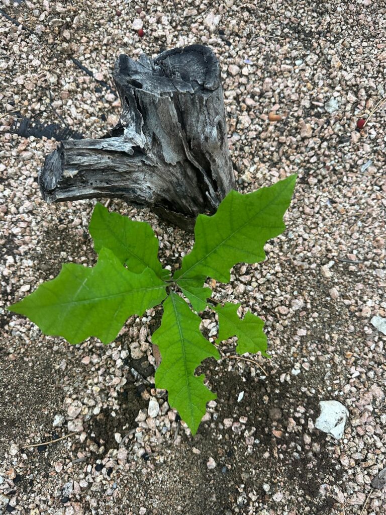 Thanks for the free tree! but what are you?